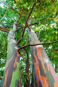 Eucalyptus
