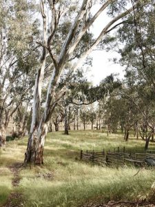 Eucalyptus03